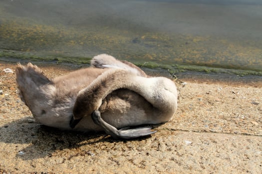 A view of a Mute Swan Cygnet photo