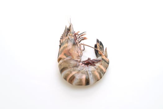 fresh tiger prawn or shrimp photo