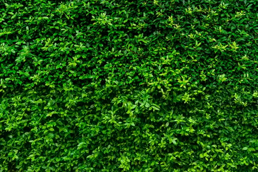 Closeup evergreen hedge plants. Small green leaves in hedge wall texture background. Eco evergreen hedge wall. Ornamental plant in backyard garden. Many leaves reduce dust in air. Natural backdrop. photo