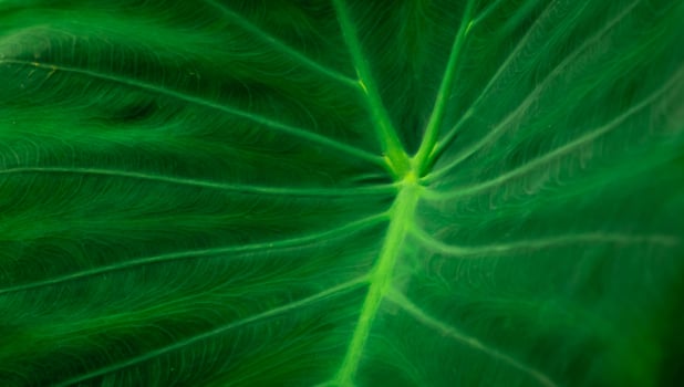 Closeup detail of green leaf texture background. Elephant ear leaf with parallel venation line. Botanical garden. Greenery wallpaper for spa or mental health and mind therapy. Beauty in nature. photo