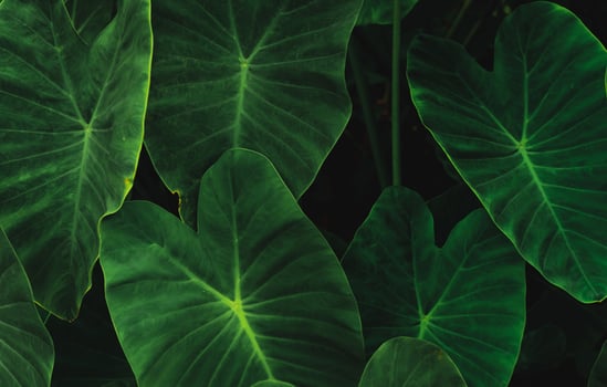 Green leaves of elephant ear in jungle. Green leaf texture with minimal pattern. Green leaves in tropical forest. Botanical garden. Greenery wallpaper for spa or mental health and mind therapy. photo