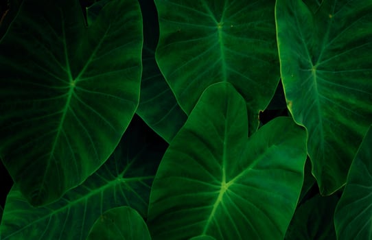 Closeup green leaves of elephant ear in jungle. Green leaf texture background with minimal pattern. Green leaves in tropical forest on dark background. Greenery wallpaper. Botanical garden in night. photo