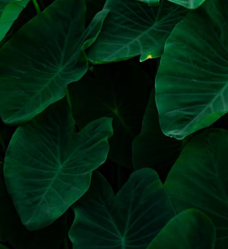 Closeup green leaves of elephant ear in jungle. Green leaf texture background with minimal pattern. Green leaves in tropical forest on dark background. Greenery wallpaper. Botanical garden photo