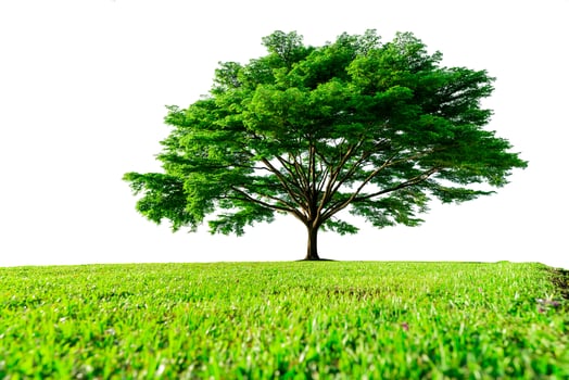 Big green tree with beautiful branches and green grass field isolated on white background. Lawn in garden on summer. Sunshine to big tree on green grass land. Nature landscape. Park decoration. photo