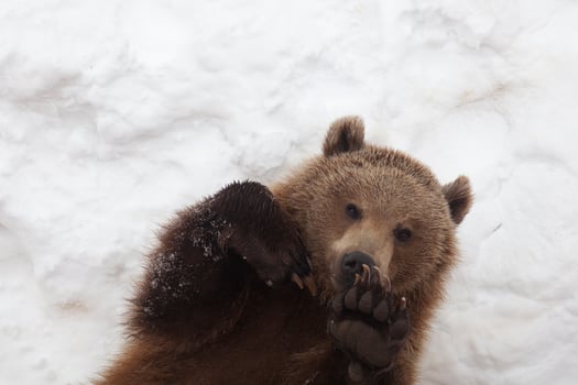 Brown bear in nature, playing with the snow photo