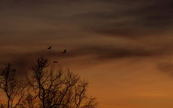 Silhouette leafless tree and sunset sky. Dead tree on dark sunset sky. Romantic and tranquil scene. Dead tree against orange sunset sky. Nature landscape. Peaceful and tranquil abstract background. photo