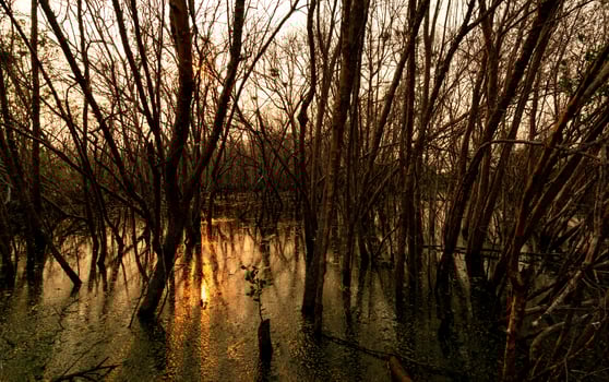 Leafless tree with sunlight. Dead tree in degraded mangrove forest. Environmental crisis from climate change, pollution, sedimentation. Degradation and destruction of mangrove forest. Coastal crisis. photo