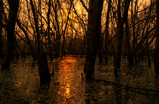 Leafless tree with sunlight. Dead tree in degraded mangrove forest. Environmental crisis from climate change, pollution, sedimentation. Degradation and destruction of mangrove forest. Coastal crisis. photo