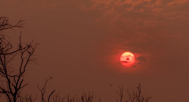 Silhouette dead tree and birds flying on sunset on red sky. Background for peaceful and tranquil concept. Light for hope and spiritual. Awakening and inspiration concept. Soul and respect concept. photo