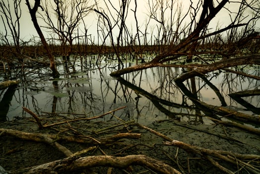 Dead tree in flooded forest. Environmental crisis from climate change. Dark background for death, sad, and hopless. Disaster from deforestation. Tree dead from climate change problem. Sad nature. photo