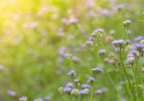 Beautiful field of purple grass flower in the garden. Background for spa and relaxing concept. Green and violet nature background. Flower meadow in countryside. Flowers blooming in garden photo