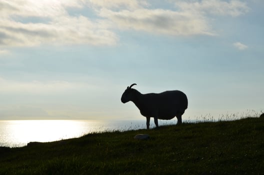 Beautiful skies of the Isle of Skye with a sheep standing on a hill photo