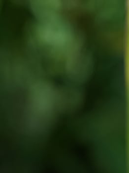 Blur image, beautiful natural green background photo