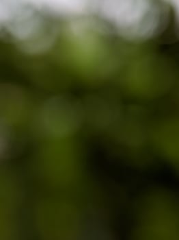 Blur image, beautiful natural green background photo
