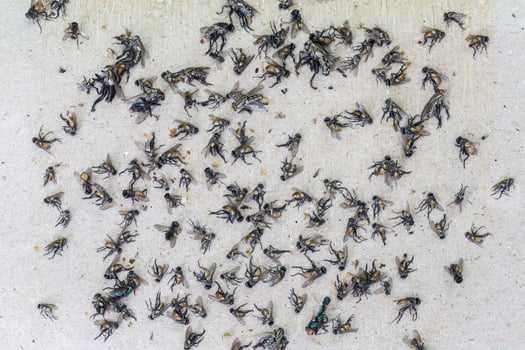 fly trap paper photo