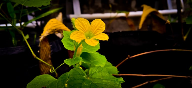 Green leaf and yellow flower of queen cucumber plant Cucumis melo, Cucurbitaceae family. photo