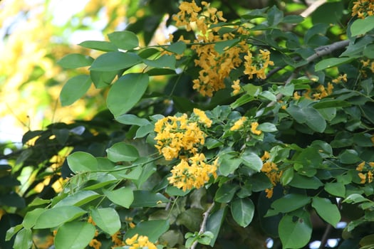 Yellow flowers of Burmese Ebony or Burma Padauk on branch, Thailand. photo