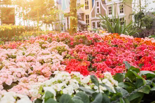 Beautiful bright colorful multicolored yellow, white, red, purple, pink blooming tulips on a large flowerbed in the city garden or flower farm field in springtime. Spring easter flower background. photo