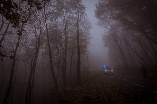 Landscape with foggy autumn park, many trees in cold blue colors photo