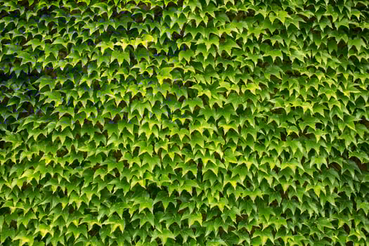 green ivy background, big wall of leaves photo