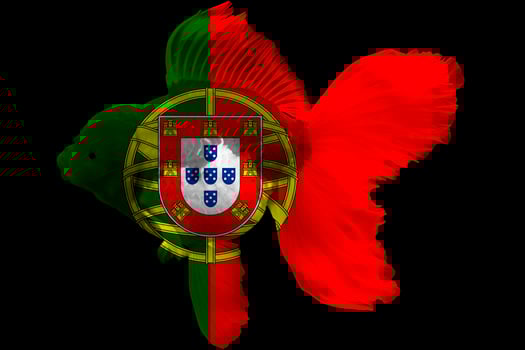 Flag of Portugal on goldfish photo
