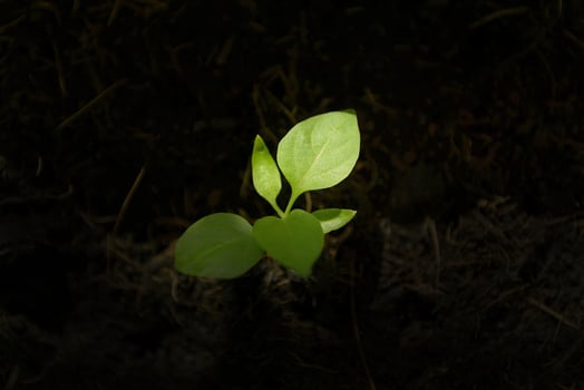 Top view of seedling green plant growing in the soil with sunlight spot. photo