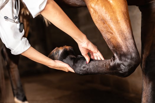 Veterinarian examining horse leg tendons photo