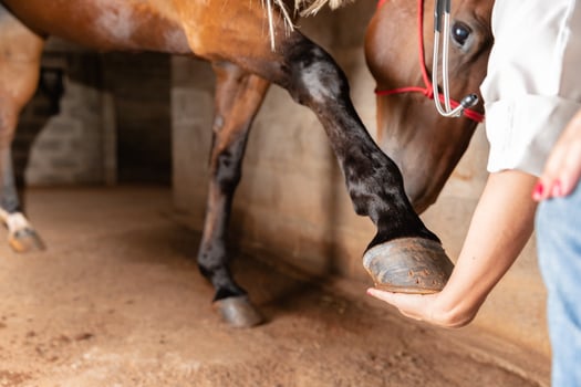 Veterinarian examining horse leg tendons. Selective focus on hoof. photo