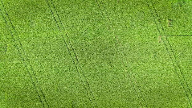 Corn field. Aerial view, cultivated maize crops. photo