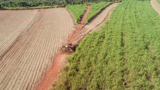 Sugar cane harvest in sunny day in Brazil. Aerial view. photo