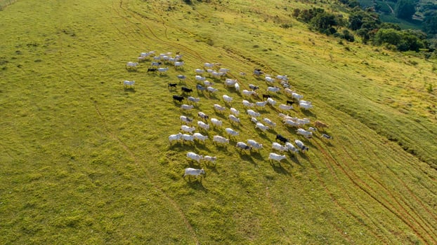 Aerial view of herd nelore cattel on green pasture in Brazil photo