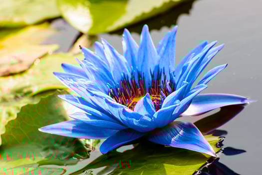 Lotus is many colors and beautiful in ponds. photo