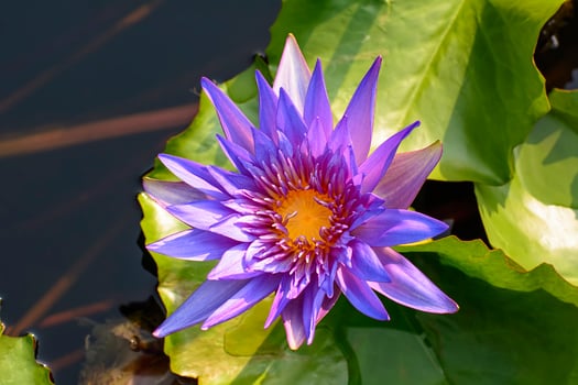Lotus is many colors and beautiful in ponds. photo