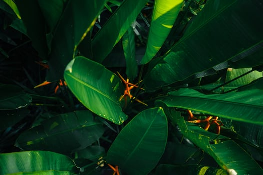 tropical leaves and trees background photo