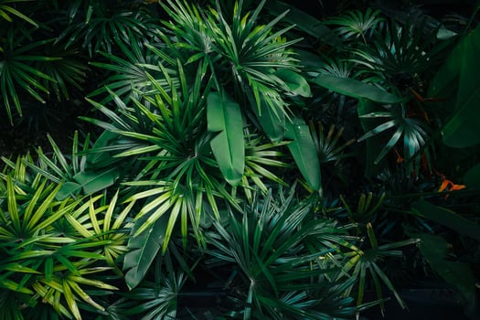 tropical leaves and trees background photo