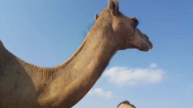 camel see the blue sky photo