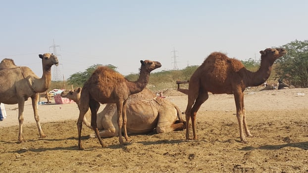 three camels standing photo