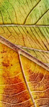 Pattern of an old teak leaf consisting of bright yellow domination, dark brown, and green. Tectona grandis plant. photo