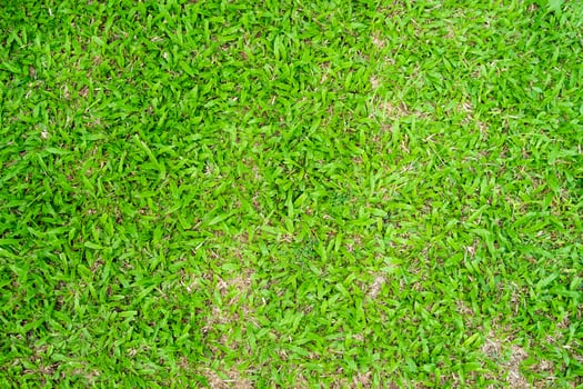 Green grass texture for background. Green lawn pattern and texture background. photo