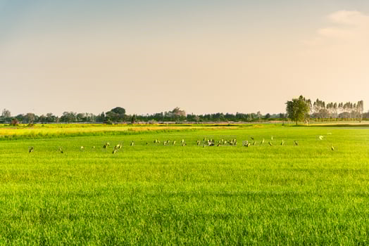 Flock of bird, Openbill stork foraging in paddy rice field in the evening photo