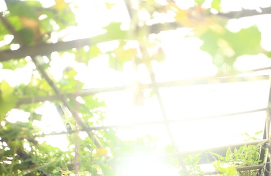 Summer background - Sunlight through green tree in the garden photo
