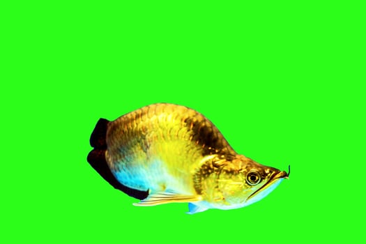 Beautiful asian arowana fish Isolate on green background. photo