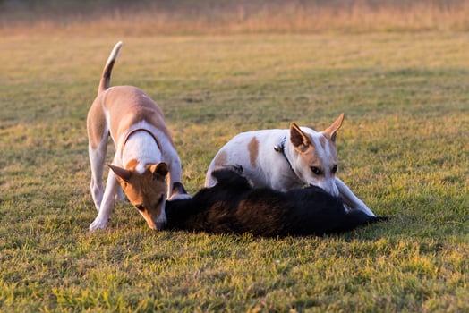 Thailand three dogs play. photo