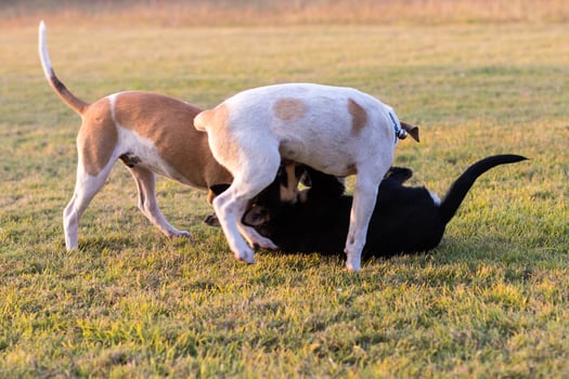 Thailand three dogs play. photo