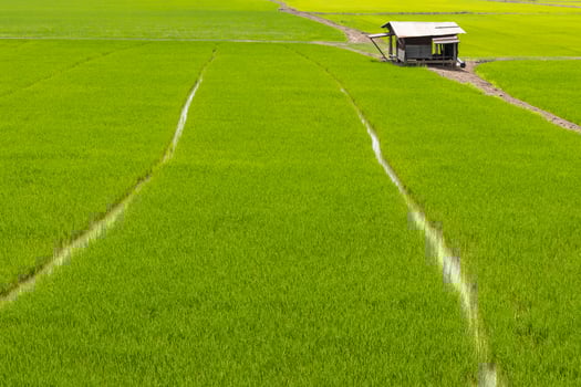Cottage with green paddy. photo