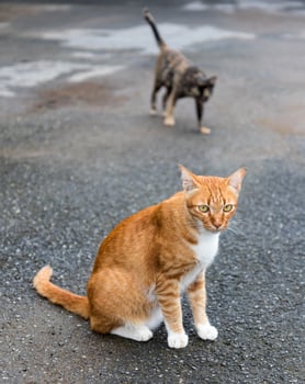 Yellow cat with black on the paved road. photo