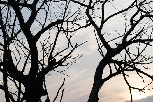 Silhouette tree branches dry. photo