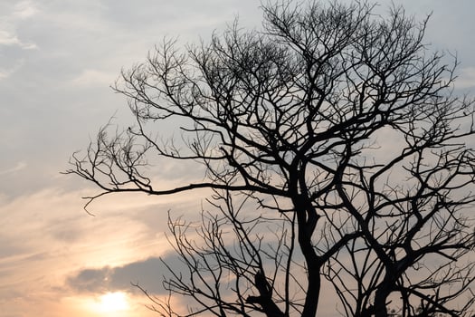 Dead tree with sunlight. photo