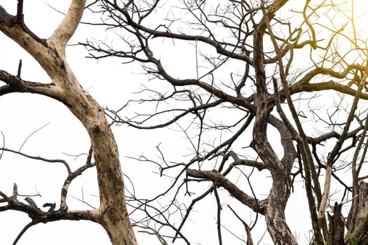 Dry branches of trees die with light orange. photo