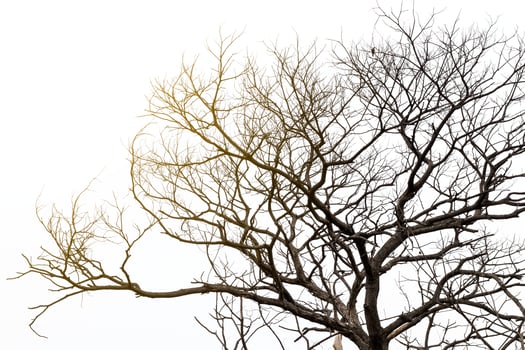 Dead tree with orange light. photo